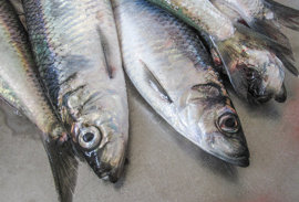 Strandarlandasamráðingar um makrel, svartkjaft og norðhavssild í London hesa vikuna niðurlagdar