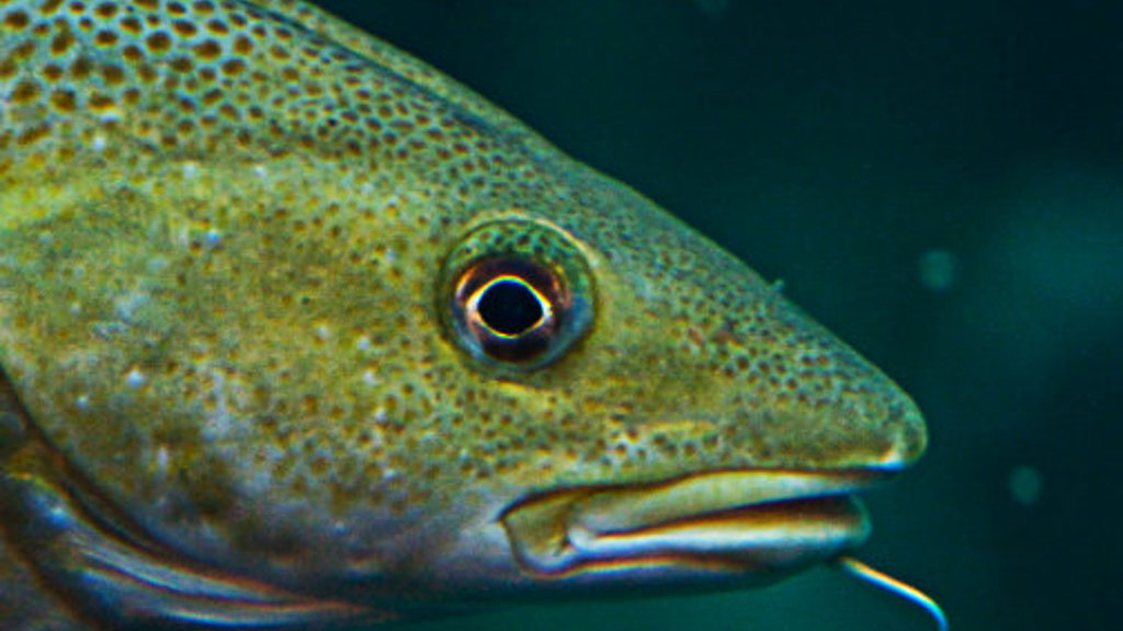 Føroyar og Russland gjørt avtalu fyri 2025