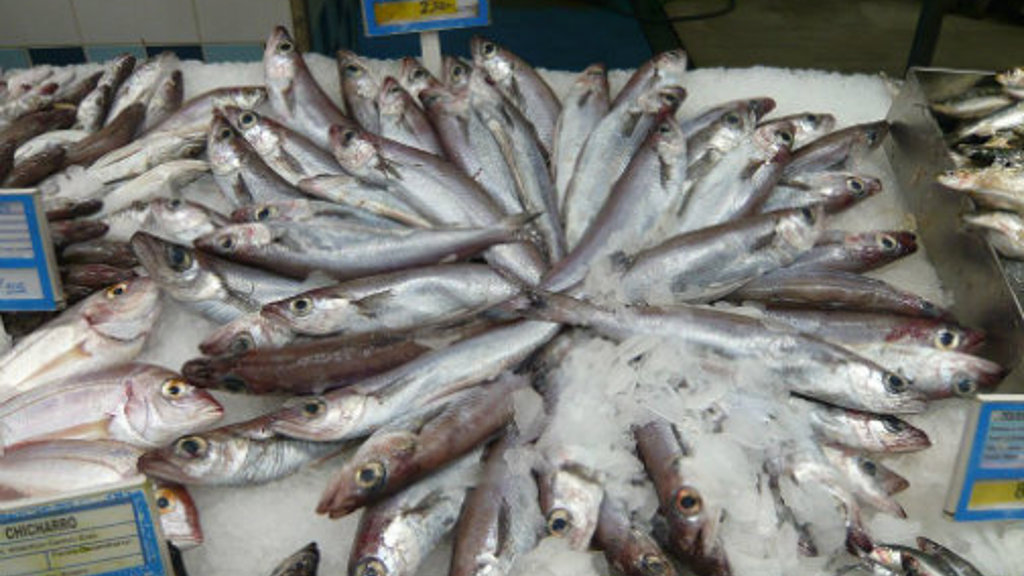 Vinnuligar fiskiroyndir eftir svartkjafti í 2024