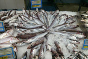 Vinnuligar fiskiroyndir eftir svartkjafti í 2024