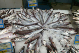 Kunning um vinnuligar fiskiroyndir eftir svartkjafti í 2022