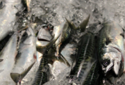 Vinnuligar fiskiveiðiroyndir eftir makreli 2020
