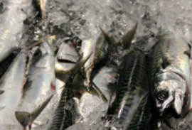 Umsóknarfreistin útsett fyri vinnuligar fiskiroyndir eftir makreli og norðhavssild