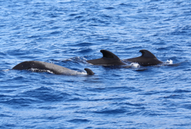 Grindaskeið í Fuglafirði