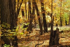 Stuðul av játtanini til viðarvøkstur