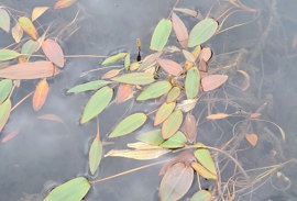 Uppskot til løgtingslóg um náttúruvernd til hoyringar