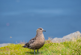 Fuglateljing og fiskivinnuroyndir fáa meira