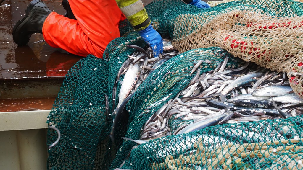 Umsóknir til Fiskivinnuroyndir 2025