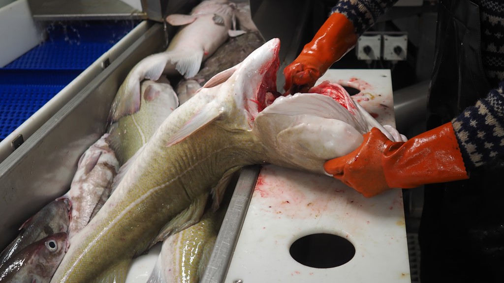 Føroyar og Russland gjørt semju um kvotabýti fyri 2026