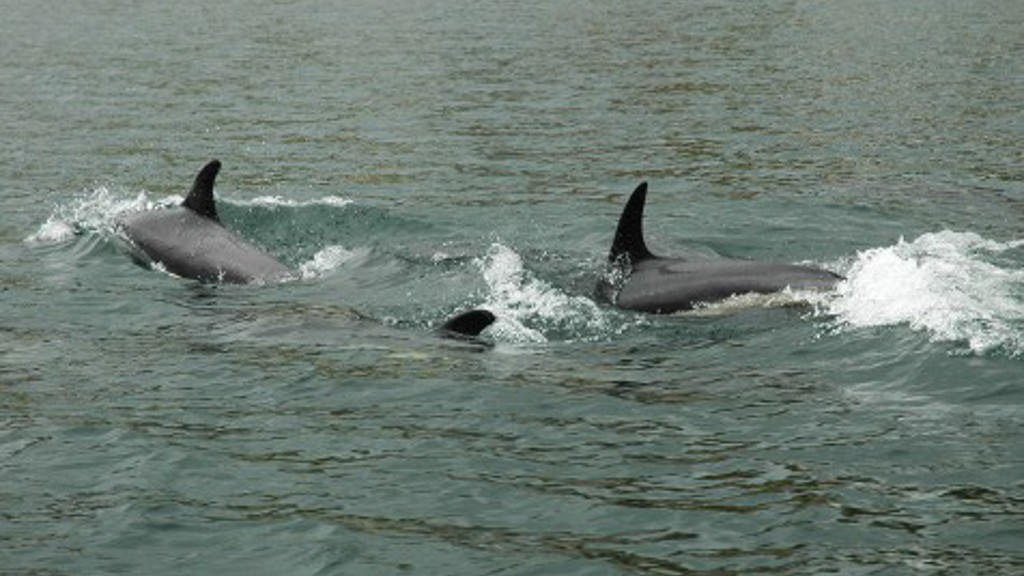 Sea Shepherd activists arrested for disturbing a group of dolphins near Tórshavn