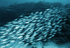 Menningarkvotur 2019