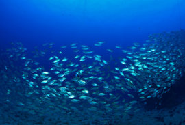 Kunning um vinnuligar fiskiroyndir eftir norðhavssild í 2022