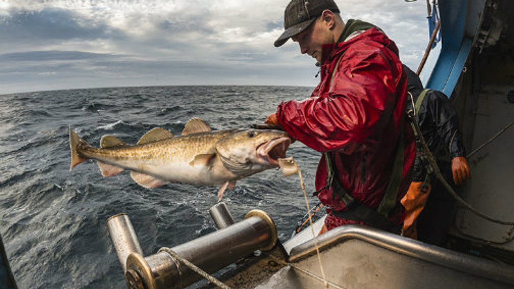 Ráðstevna um virðisvøkstur í fiskivinnuni verður í Havn 19. apríl 2023