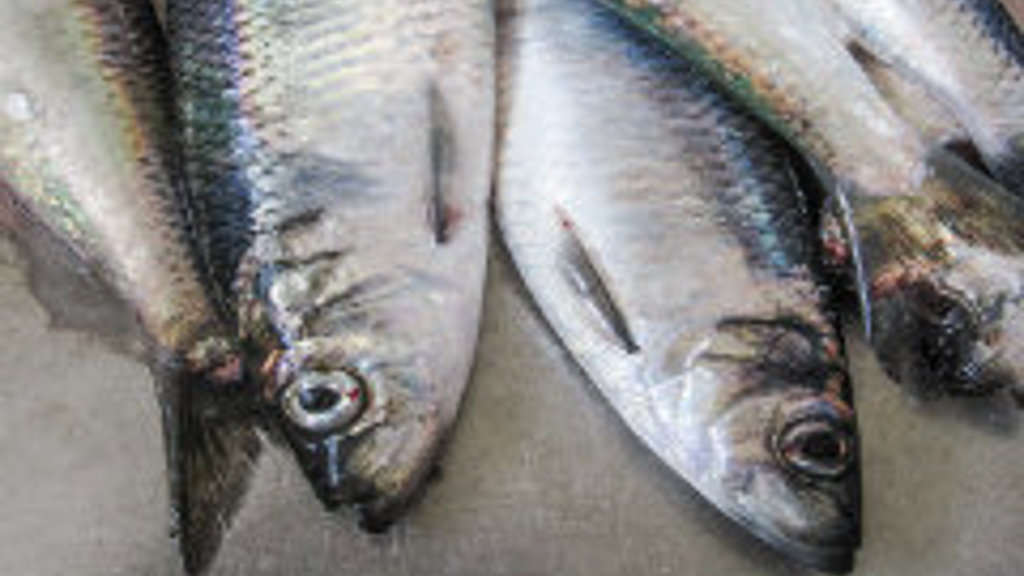 Vinnuligar fiskiveiðiroyndir eftir norðhavssild 2020