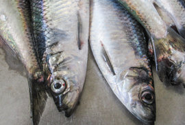 Vinnuligar fiskiroyndir eftir norðhavssild í 2022