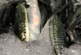 Strandarlandasamráðingar um makrel, svartkjaft og norðhavssild í London hesa vikuna