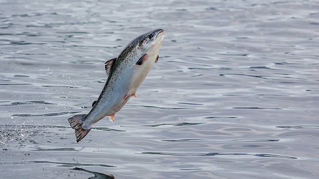 Hoyringsfreistin longd til: Kunngerð um broyting í kunngerð um yvirvøku og tálming av lúsum á alifiski